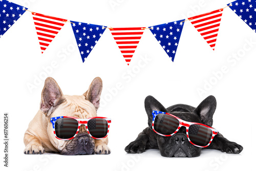 couple french bulldog dogs celebrating independence day 4th of july with sunglasses, isolated on white background