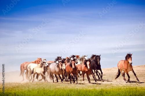 A herd of young horses running very quickly © Designpics
