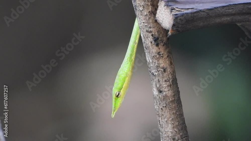 green whip snake - eyes - head . photo