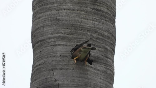 Beautiful maina bird i tree nest . photo