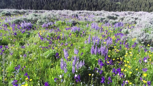 Lavender Flowers Reverse