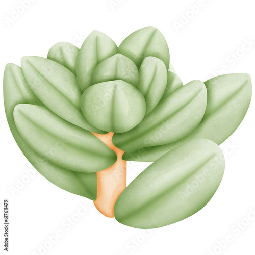 Single green Pachyphytum Oviferum photo