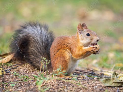 Autumn squirrel with nut sits on green grass with fallen yellow leaves