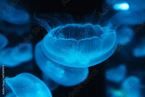 The Fantastic World of Jellyfish © kimnao