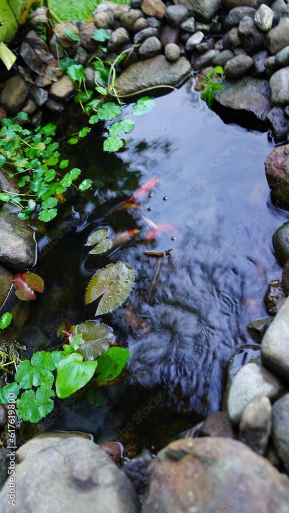 small fish pond surrounded by river stones small fish pond surrounded by river stones