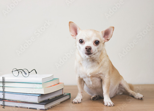 brown chihuahua dog sitting  with stack of books and eyeglasses on wooden table and white background. smiling and looking at camera. © Phuttharak