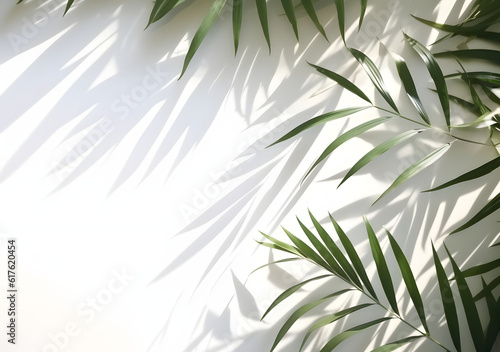 Summer green leaves of coconut palm and shadow  White space background texture with coconut leaf with soft shadows