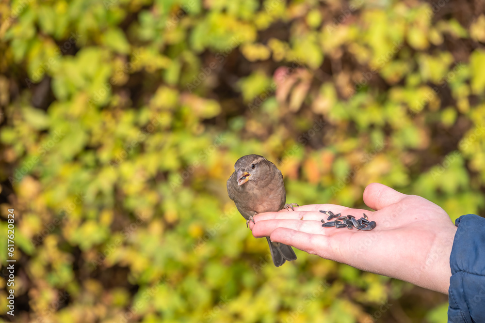 Obraz premium The boy feeds the birds with seeds from his hand. Sparrow eats seeds from the boy's hand