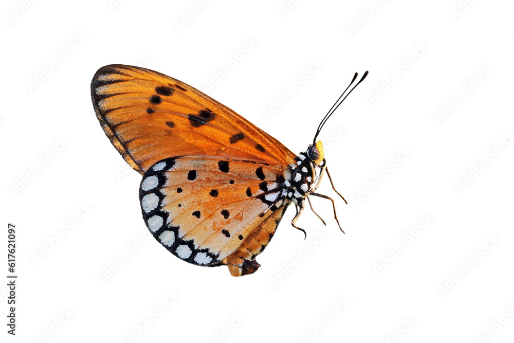 Fototapeta premium Butterfly on white background