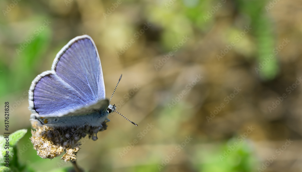 Fototapeta premium Blue Carnera Butterfly, Plebejus melissa samuelis on a pink flower.