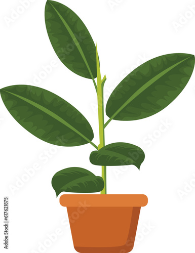 plant in a pot