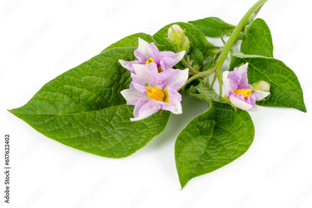 Potato flowers close-up on a white background. Flowers and leaves of potatoes. Potato flowers close-up on a white background. Flowers and leaves of potatoes.