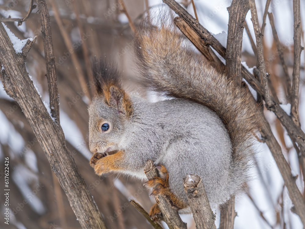 Fototapeta premium The squirrel with nut sits on tree in the winter or late autumn