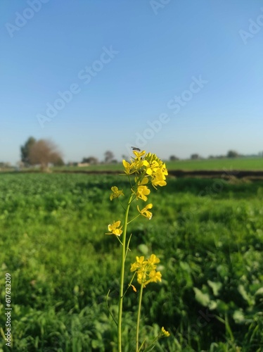 Yellow flower of canola mustard crop