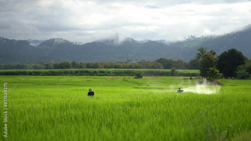 Farmers spray chemicals in rice fields to control pests. Farmers spray chemicals in rice fields to control pests.