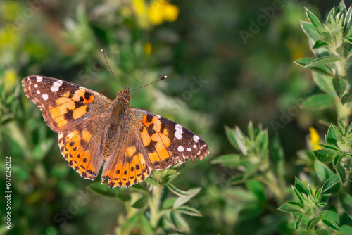 Vanessa Cardui is a well-known colorful butterfly known as the painted lady on the green grass photo