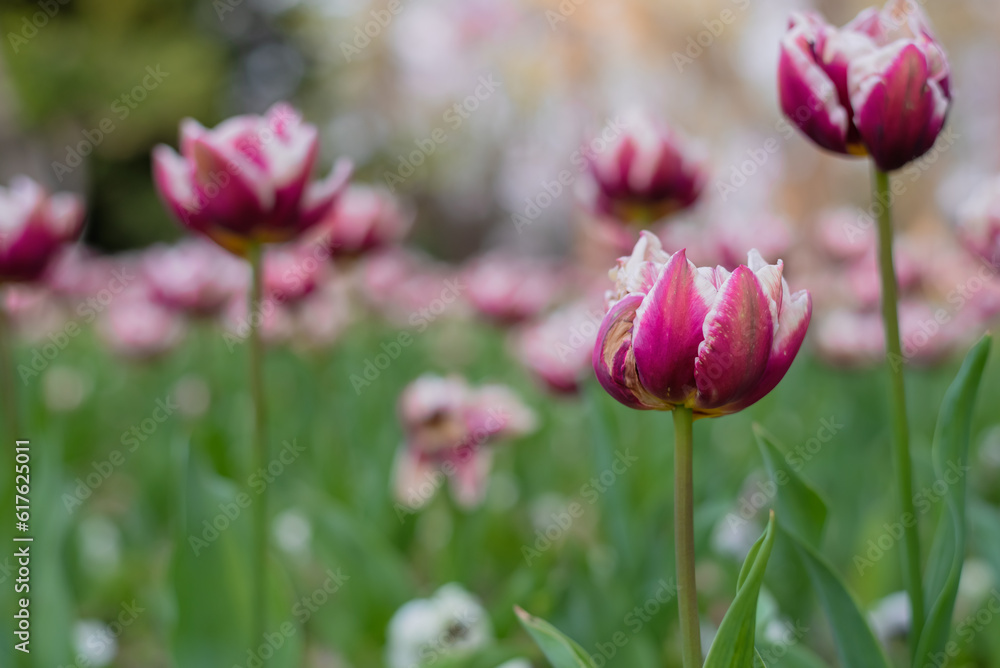 Flowerbed in the botanical garden with terry purple tulips Flowerbed in the botanical garden with terry purple tulips