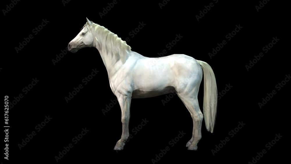 A white Arabian horse resting on black background, 3D animation, animated animals, seamless loop animation A white Arabian horse resting on black background, 3D animation, animated animals, seamless loop animation