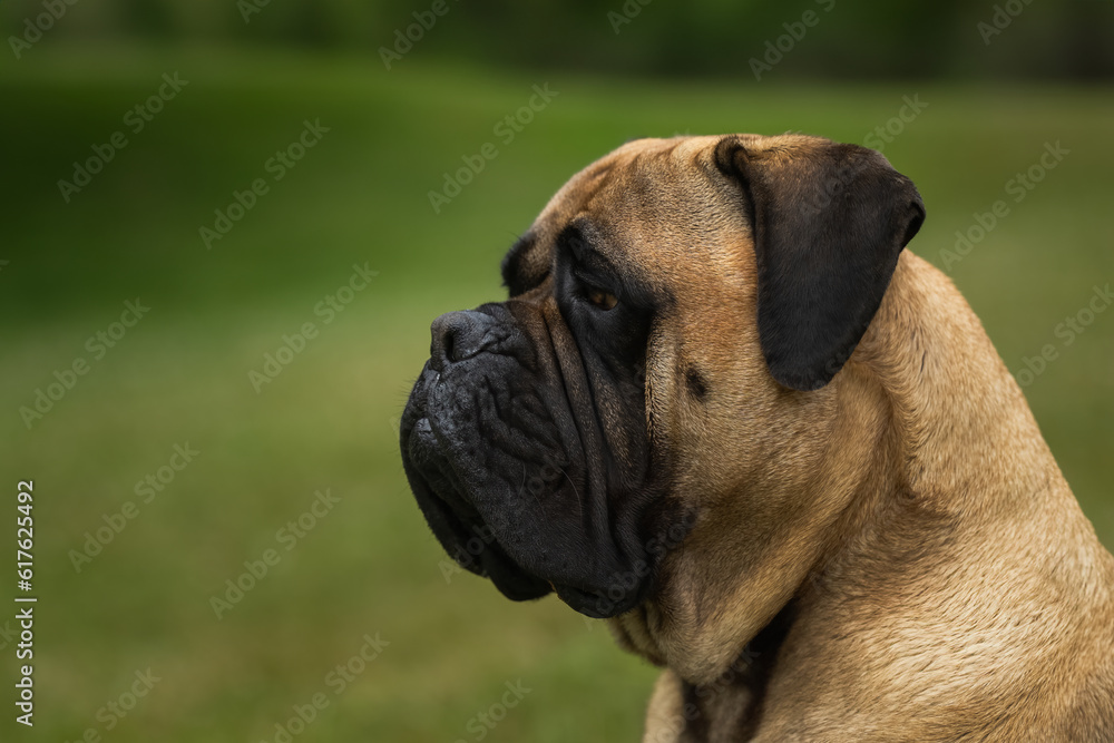 2023-06-27 PROFILE CLOSE UP OF A ADULT BULLMASTIFF WITH A BLURRED OUT GREEN BACKGROUND ON MERCER ISLAND WASHINGTON