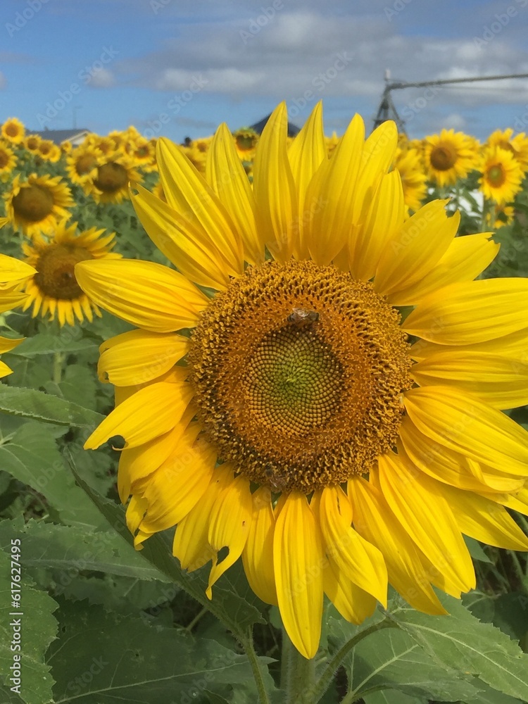 Fototapeta premium field of sunflowers