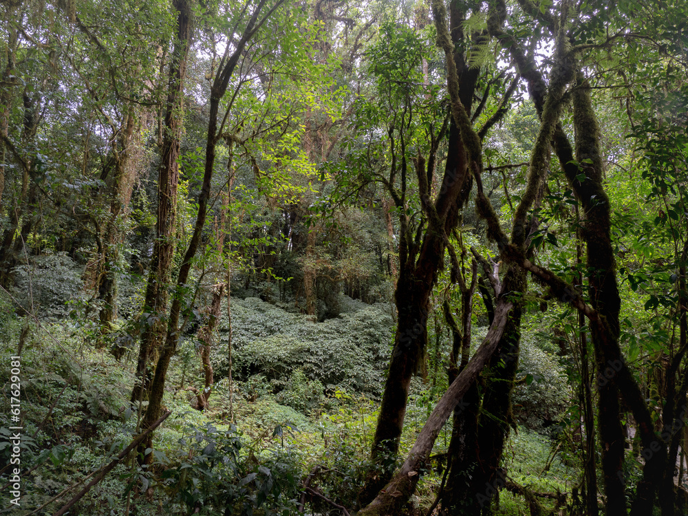  jungle in Doi inthanon national park Chiang mai Thailand