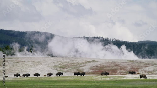 Big group of bison in Yellowstone park walking with their families with amazing geyser smoke irruption on the background. Beautiful landscape of the geyser park valley. Wyoming in USA 4K slow motion.