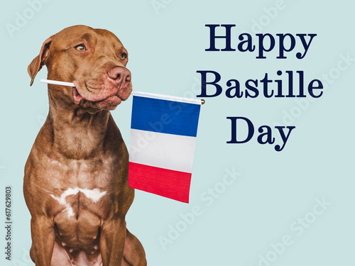 Happy Bastille Day. Lovable, pretty dog and French Flag. Closeup, indoors. Studio photo. Congratulations for family, loved ones, relatives, friends and colleagues. Pets care concept