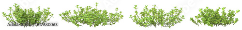 Set of bush plants with isolated on transparent background. PNG file, 3D rendering illustration, Clip art and cut out