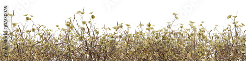 Dead plant field in nature, Dried flowers and grass in summer, Tropical forest isolated on transparent background - PNG file, 3D rendering illustration for create and design or etc
