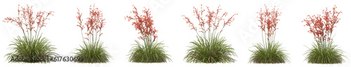 Set of Hesperaloe parviflora plants with isolated on transparent background. PNG file, 3D rendering illustration, Clip art and cut out photo