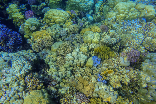 amazing different colorful coral reef during diving on vacation at the sea