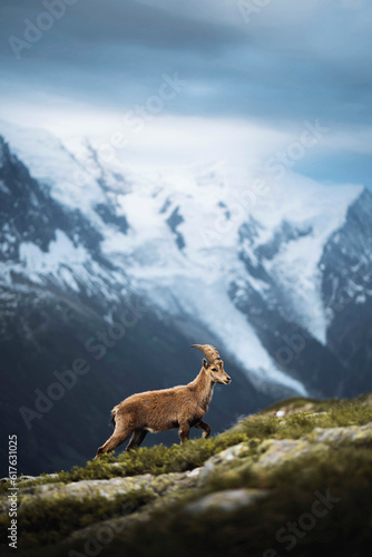 Alpine ibex in the French Alps © Cami