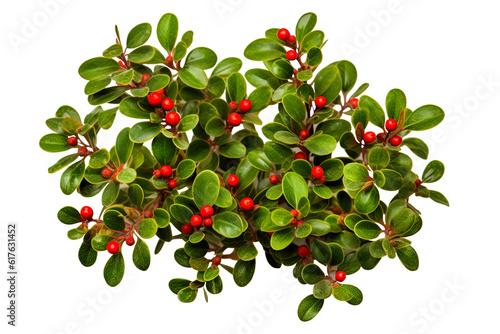 A green bright leaf of a deciduous cotoneaster shrub with ripe red berries on a white background. Generative AI