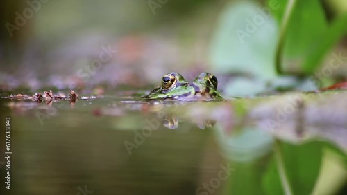 Big green frog in garden pond close-up at the water surface shows frog eyes in garden biotope in macro view and idyllic habitat for amphibians mating in spring waiting for insects beneficial animal photo