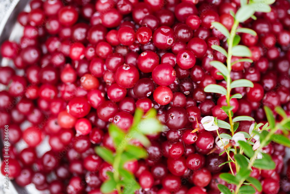 Ripe juicy cranberries with twigs, close-up Ripe juicy cranberries with twigs, close-up