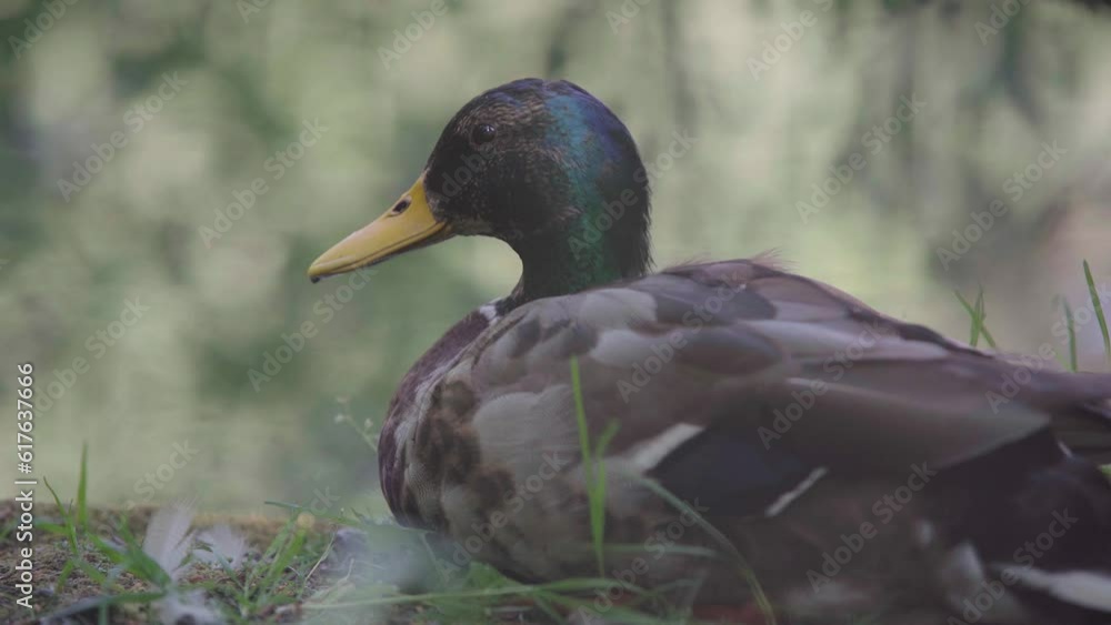 A single duck sits quietly and peacefully on the ground near a pond A single duck sits quietly and peacefully on the ground near a pond