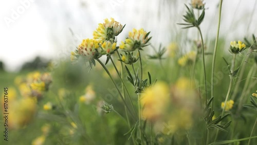 A field of yellow flowers in the wind. photo