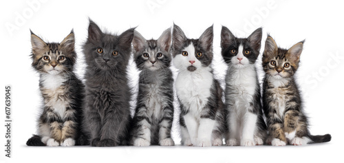 Perfect row of 6 Maine Coon cat kittens sitting beside each other. All looking towards camera. Isolated on a white background.