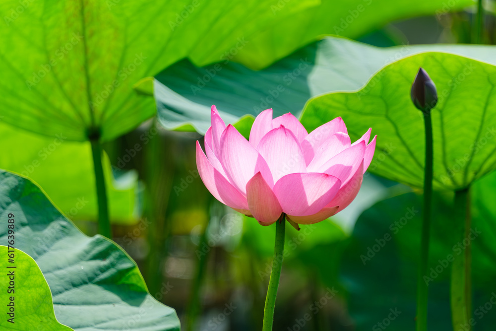 Obraz premium 古代蓮の陽差し