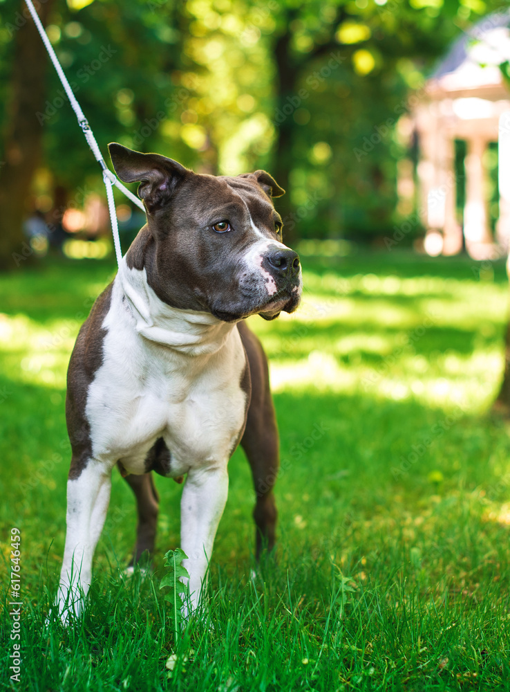 A dog of the breed American Staffordshire terrier stands on the background of a blurred green park. The girl is four years old. She is kept on a leash and she looks away. The photo is blurred A dog of the breed American Staffordshire terrier stands on the background of a blurred green park. The girl is four years old. She is kept on a leash and she looks away. The photo is blurred