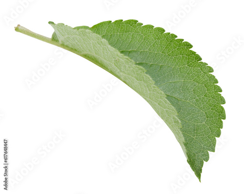 Apple leaves isolated on white