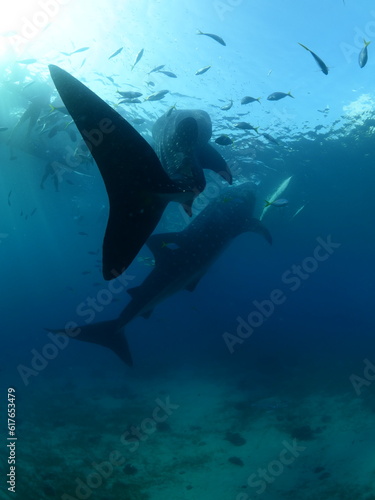 whaleshark feeding underwater by fisherman scuba divers and snorkellers around © underocean