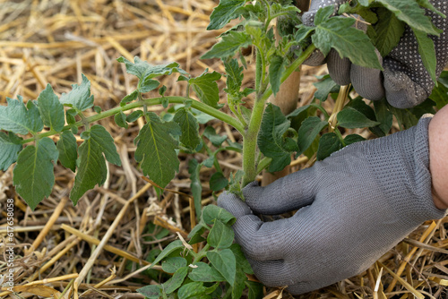 removal of stepchildren, pinching of tomato bushes in the greenhouse photo