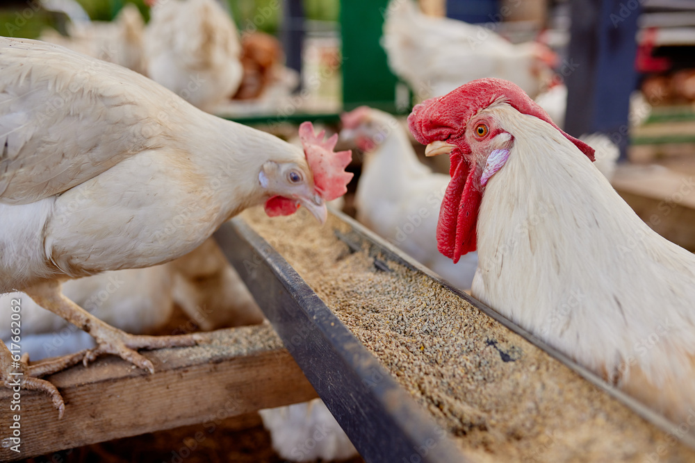 chicken eats feed and grain at eco chicken farm, free range chicken farm chicken eats feed and grain at eco chicken farm, free range chicken farm