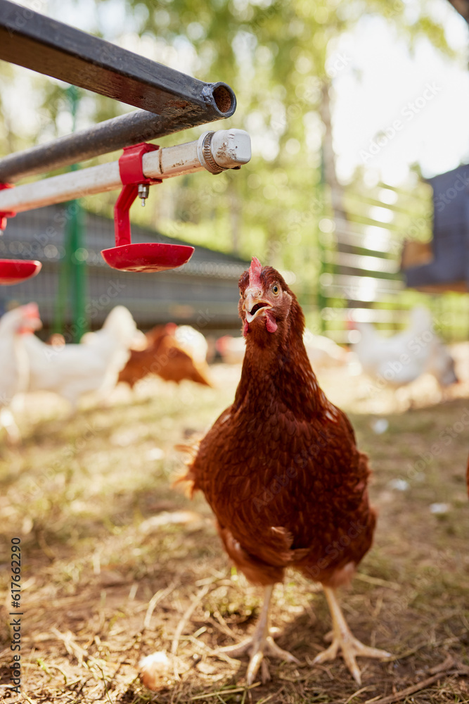 Fototapeta premium chicken farm in sunny weather, free range chicken farm