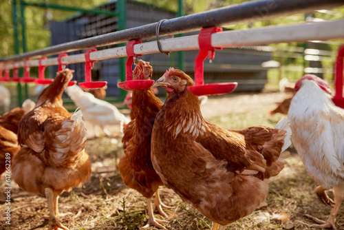 Tableau sur toile chicken drinking water from a drinker at chicken eco farm, free range chicken fa