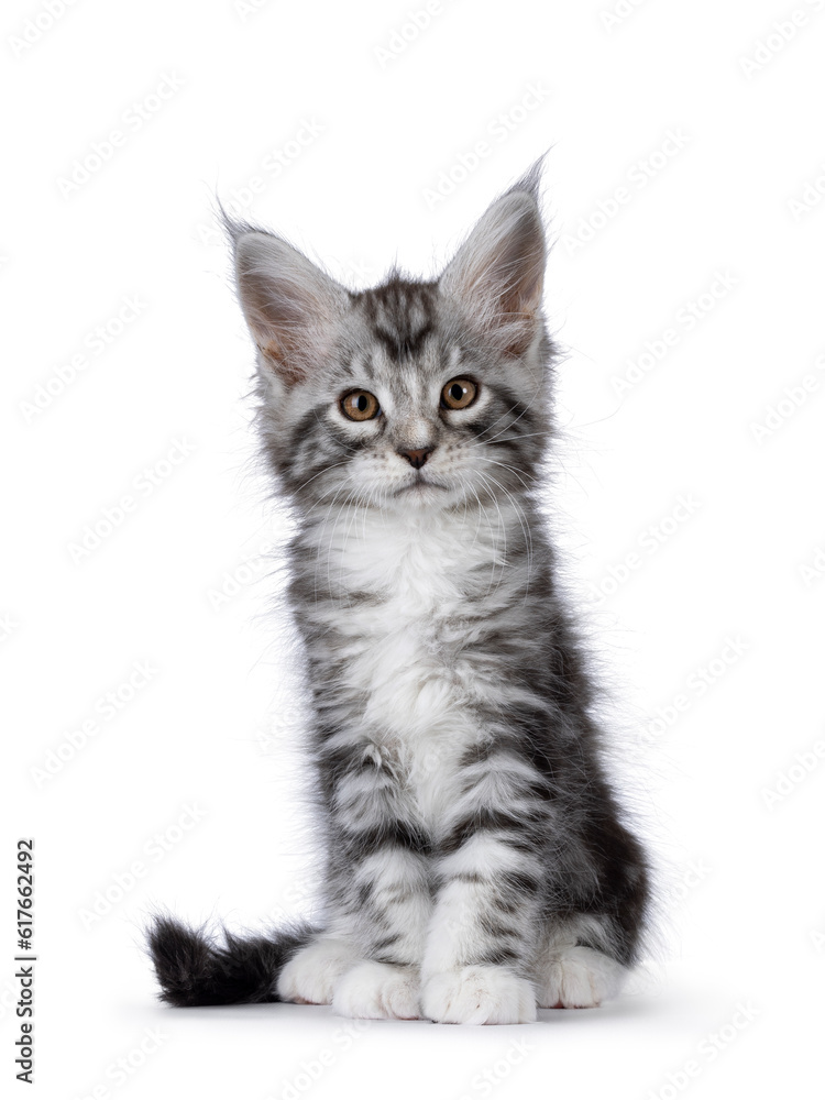 Obraz premium Cute siver tabby Maine Coon cat kitten, sitting up facing front. Looking towards camera. Isolated on a white background.
