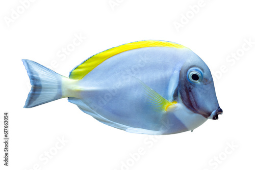 Powder blue tang fish closeup on isolated background photo