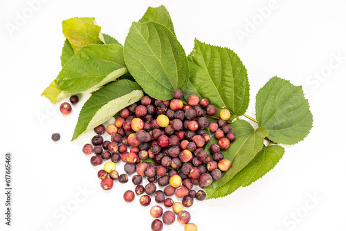 Grewia asiatica phalsa or falsa ripe fruit harvested isolated on a white background. Top view with selective focus. photo