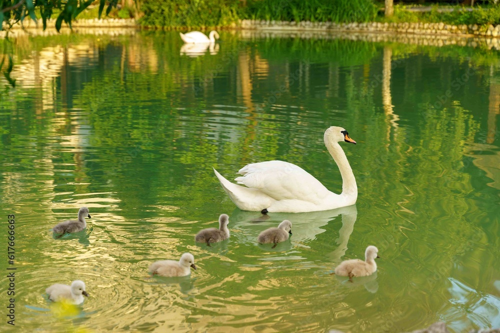 Fototapeta premium white swan in the lake with baby swans . High quality photo